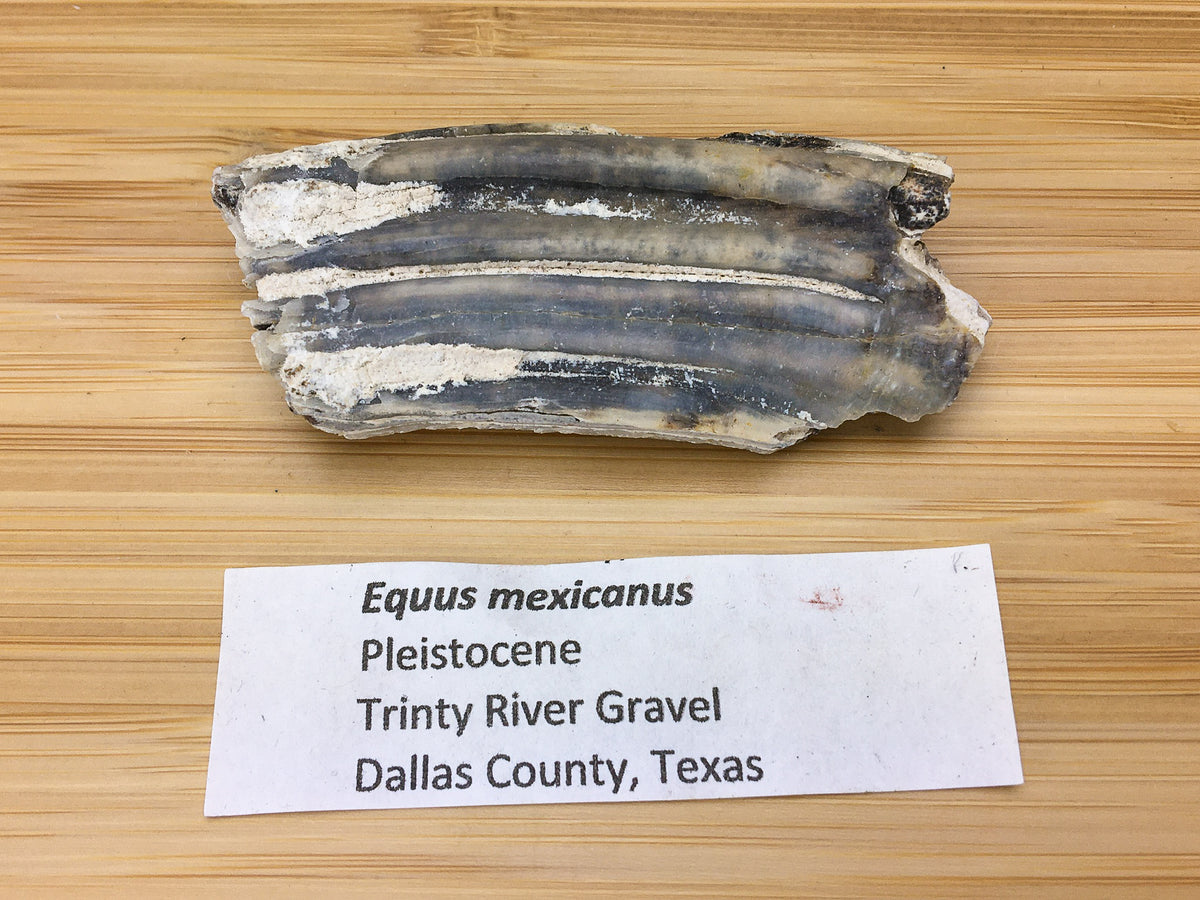 Equus mexicanus -- ice age fossil