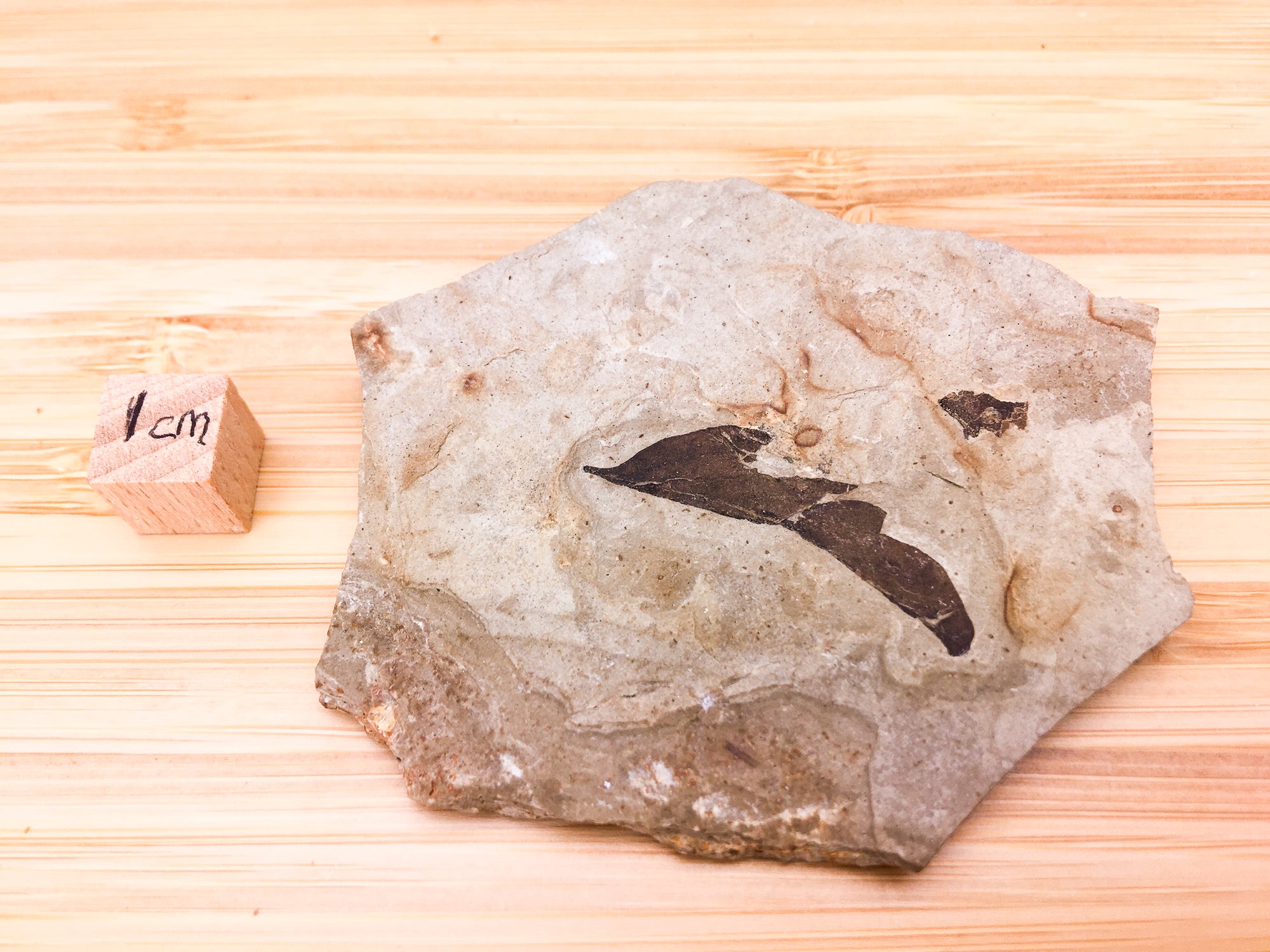 CARDIOSPERMUM COLORADENSIS  (BALLOON VINE) . This leaf fossil os displayed next to a 1cm cube for scale. It is about 5cm wide and 7cm long. from parachute creek member, green river formation. Eocene
