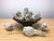 a hand carved wooden bowl filled with white sage bundles. The bowl stands on a grained wooden surface. Three white sage smudge sticks  are also on the table