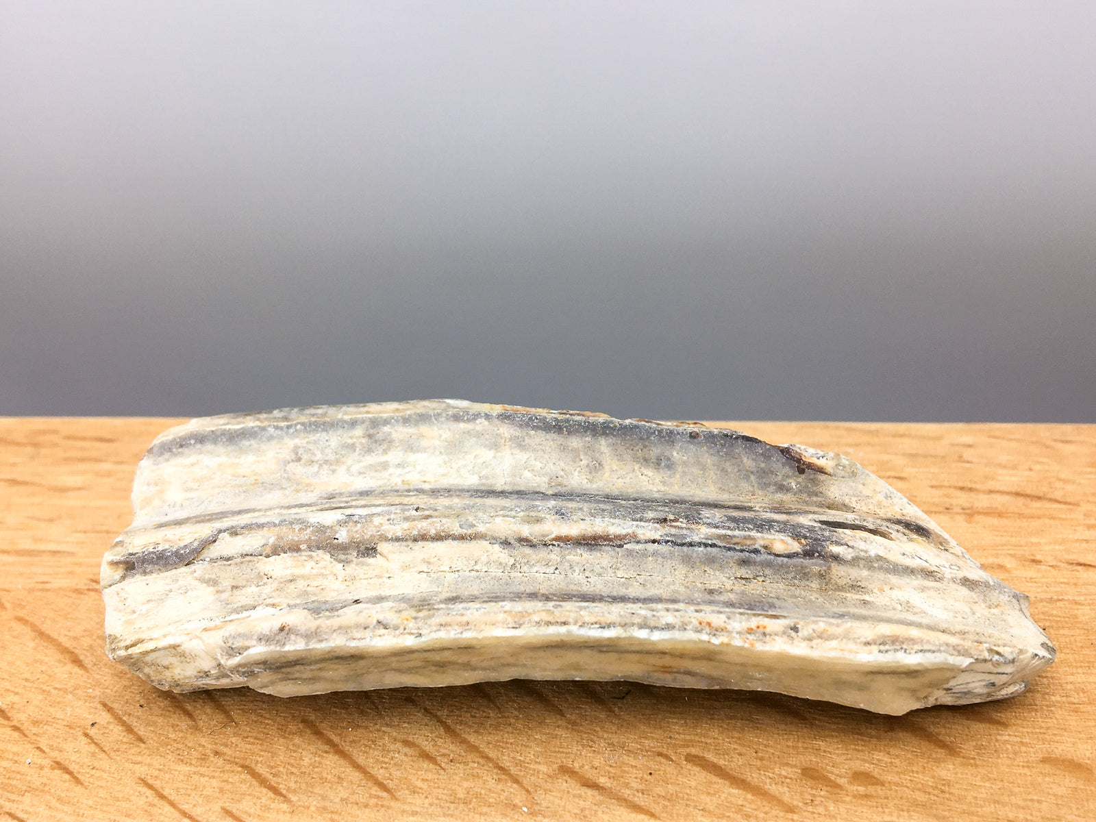 fossilised horse tooth -- Equus mexicanus 