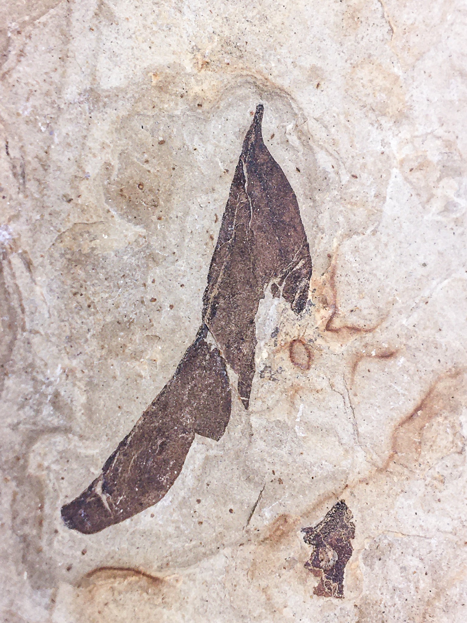 CARDIOSPERMUM COLORADENSIS  (BALLOON VINE) .  fossil leaf, Green river formation
