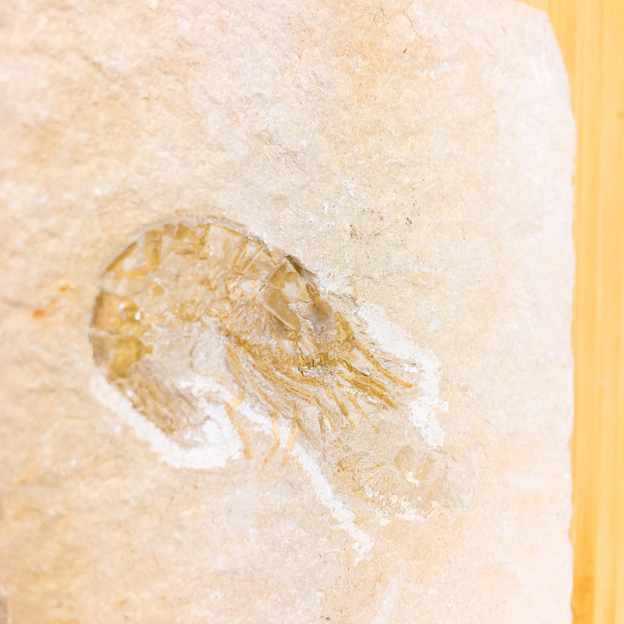 cretaceous fossil shrimp from the Lebanon