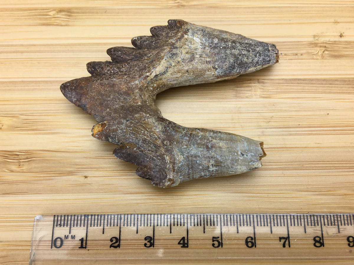 basilosaurus tooth next to a ruler. It is 7cm long