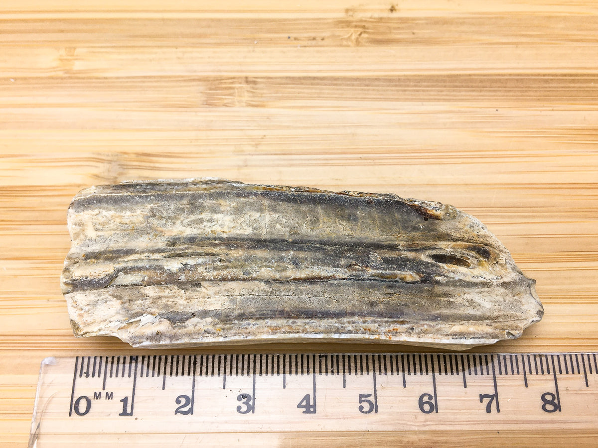 fossilised ice age horse tooth -- equus mexicanus. this sample is shown next to a ruler. it is 7cm long