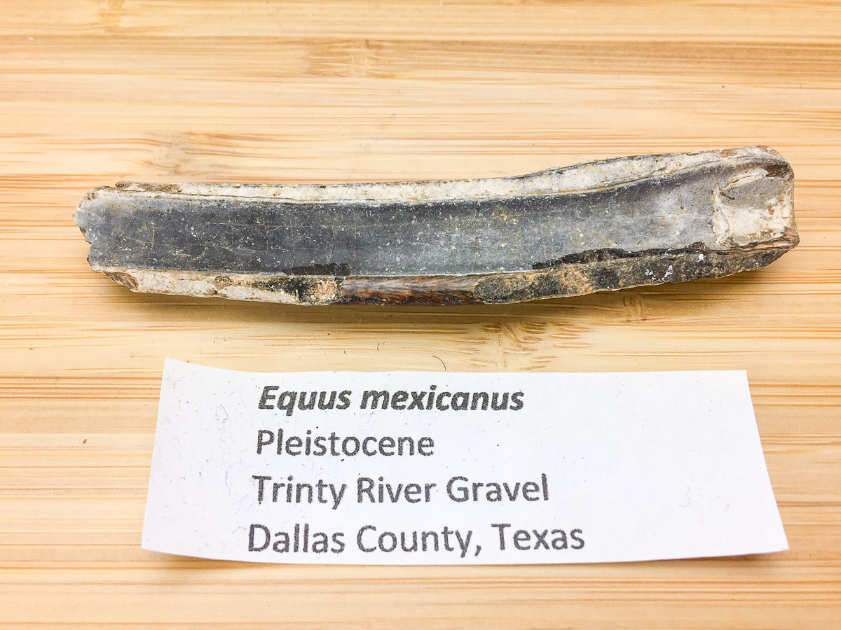 ice age fossil horse tooth -- Equus mexicanus. sample is shown next to printed label. Label says &quot; Equus mexicanus, Pleistocene, trinity river gravel, Dallas county, Texas&quot;