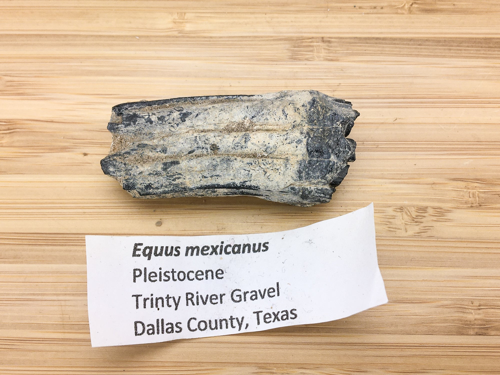 ice age horse tooth -- Equus mexicanus. shown next to a label. the label says "Equus mexicanus, Pleistocene, trinity river gravel, Dallas  county, Texas"