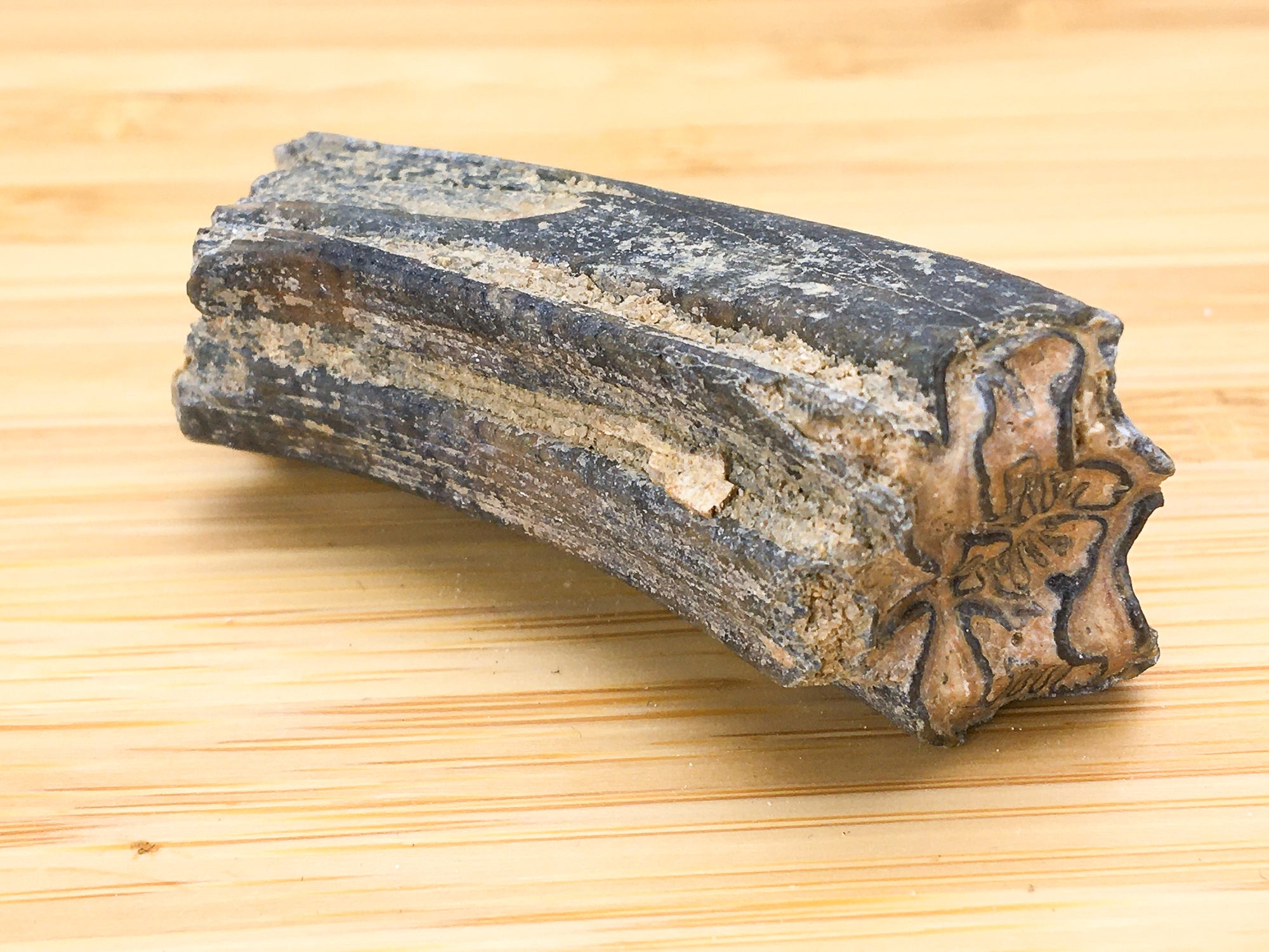 ice age horse tooth -- equus mexicanus. This surface shows the length of the tooth as well as its grinding surface