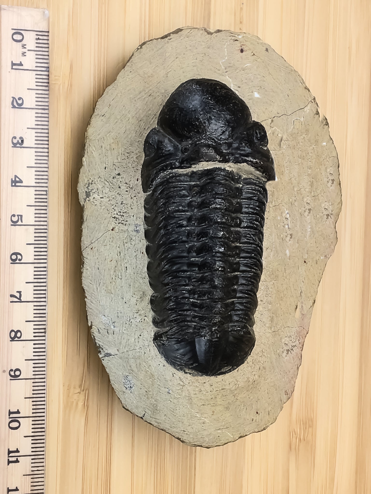 Reedops trilobite fossil next to a ruler. It i12cm kong and approximately 6 cm wide