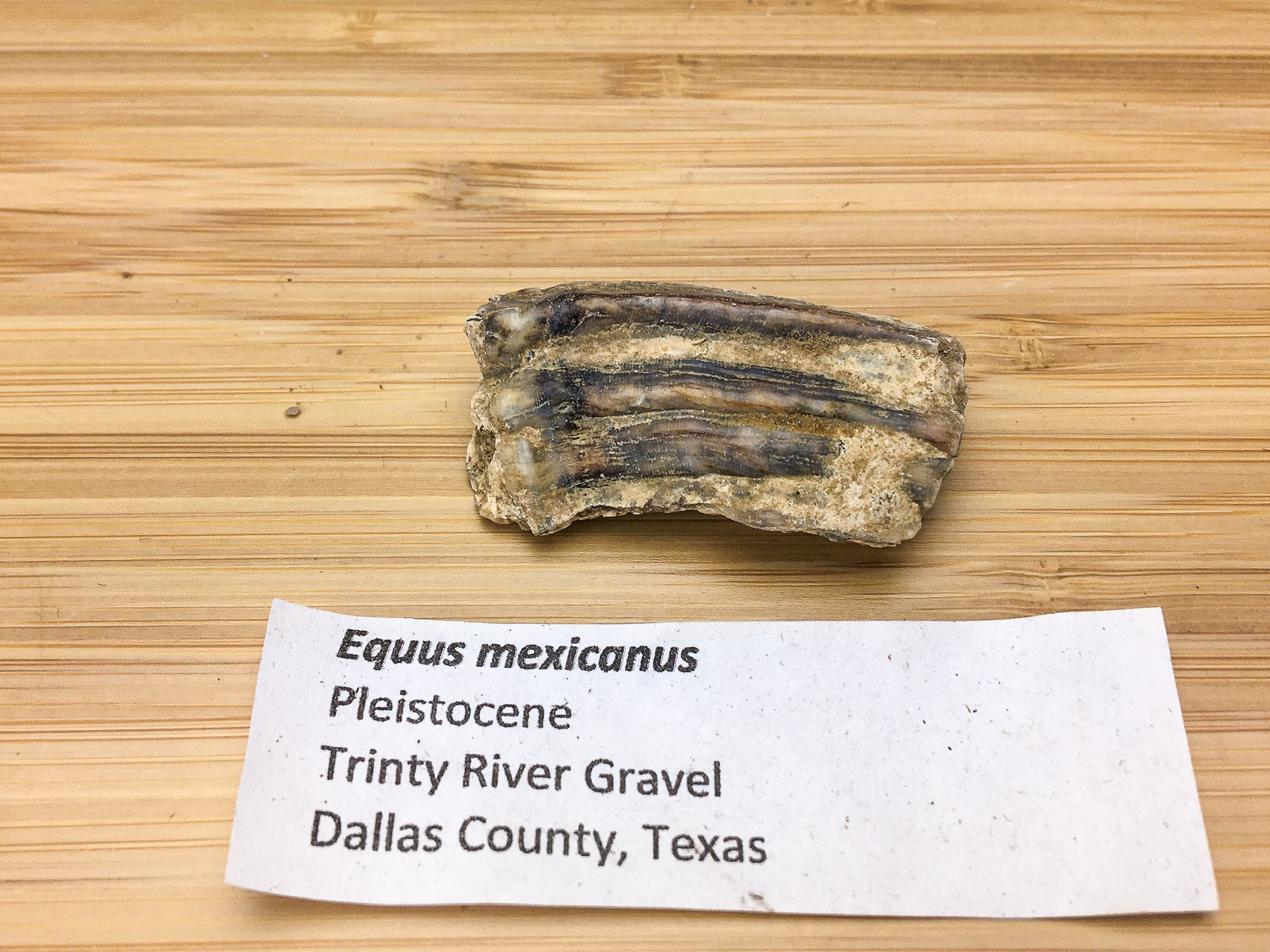 Equus mexicanus -- Ice age