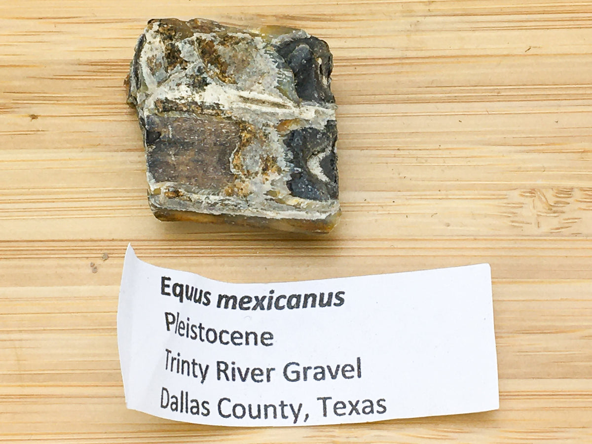 ie age horse tooth shown against a label. The label says Pleistocene, trinity river gravel, Dallas county, Texas