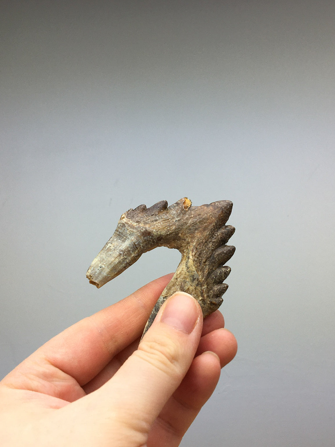 basilosaurus tooth held between two fingers for scale