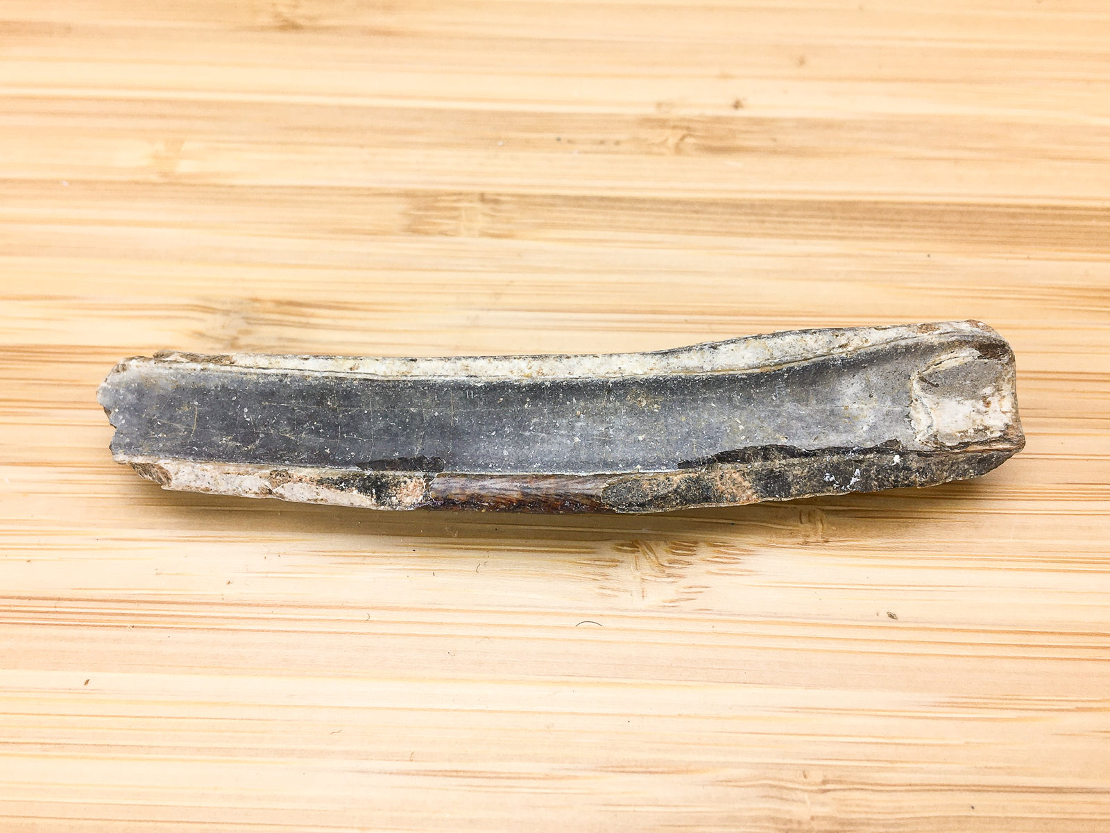 ice age fossil horse tooth -- Equus mexicanus