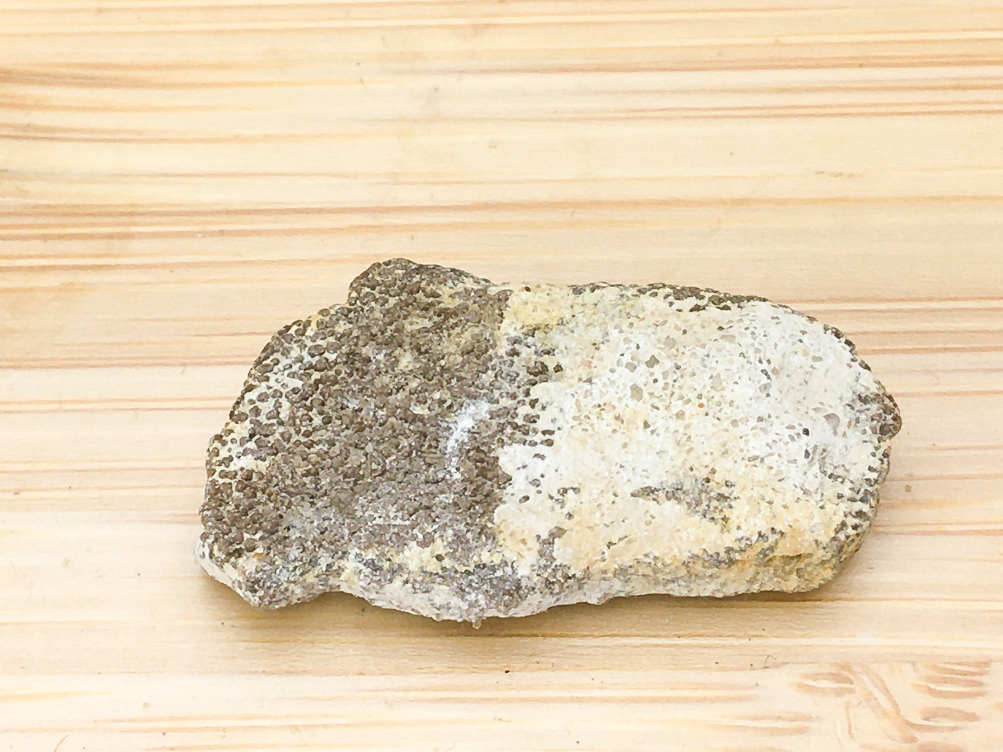 dinosaur eggshell fragment - titanosaurus