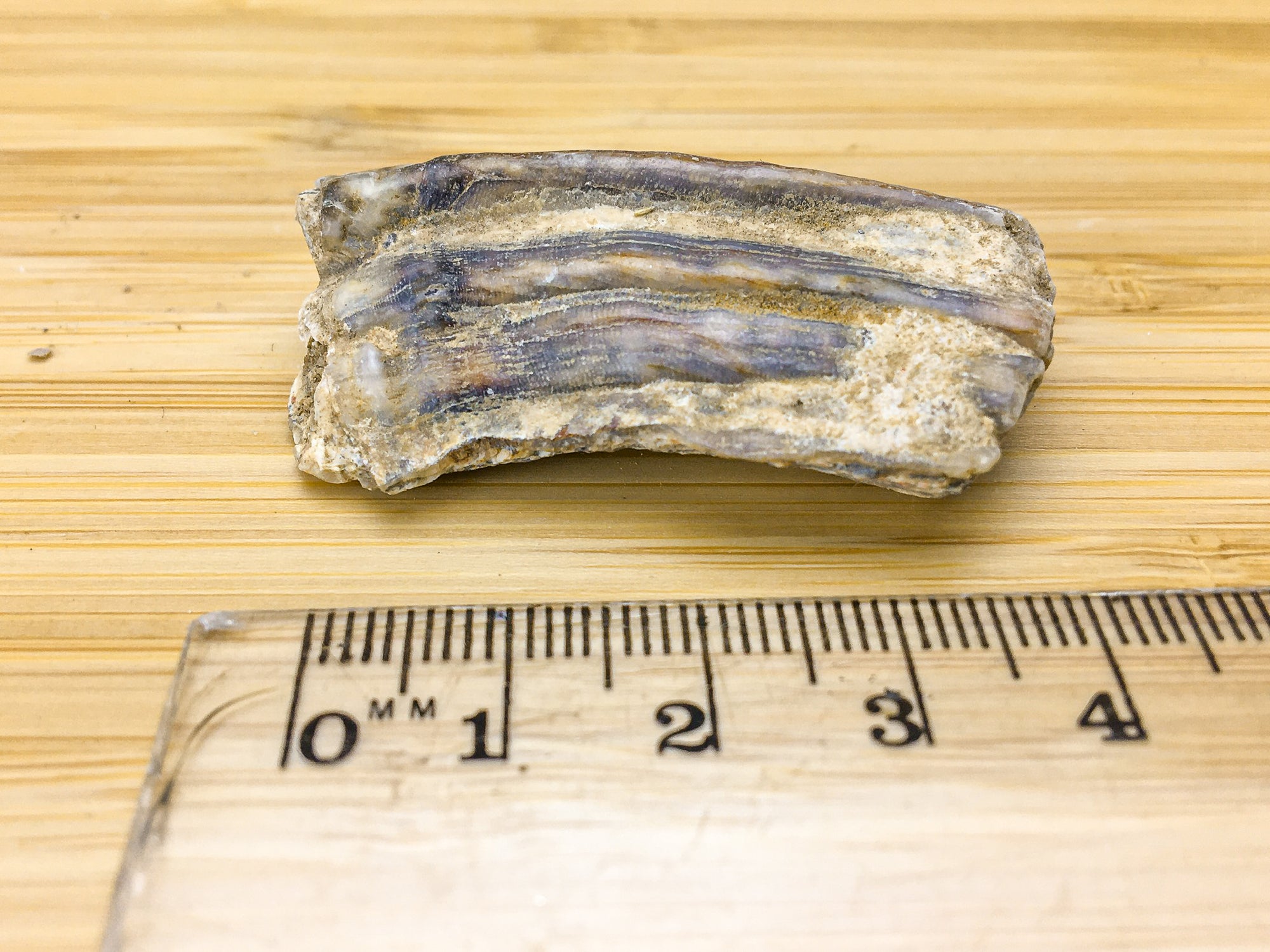 Equus mexicanus -- Ice age