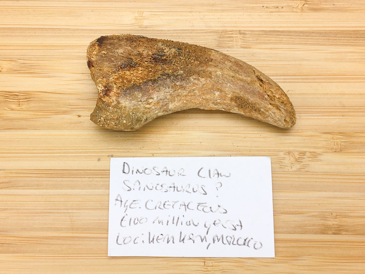 spin-sauropod claw with slight repair at the tip. It is next to hand written card which says &quot;Dinosaur claw, Spinosaurus?, age: cretaceous (100 million years) loc: Kem Kem, Morocco