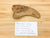 spin-sauropod claw with slight repair at the tip. It is next to hand written card which says "Dinosaur claw, Spinosaurus?, age: cretaceous (100 million years) loc: Kem Kem, Morocco