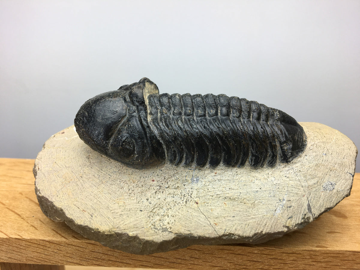 Reedops trilobite fossil Morocco
