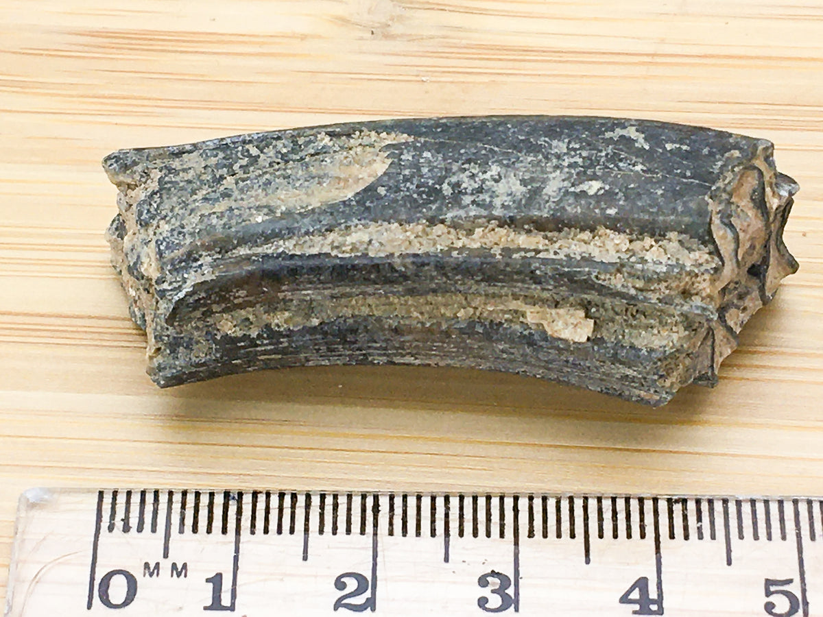 Ice age horse tooth fossil -- equals mexicanus. This sample is next to a ruler. it is 5cm long
