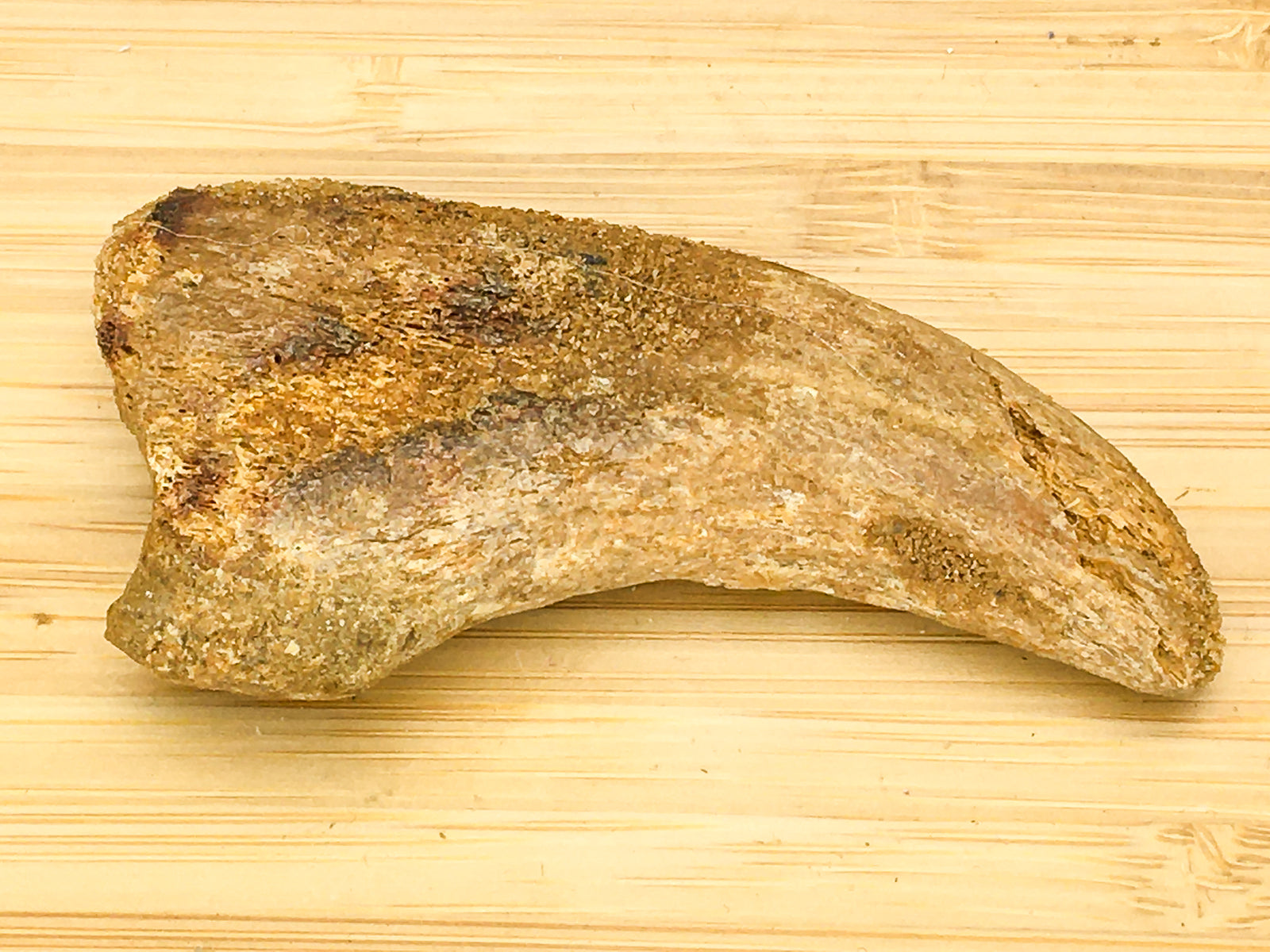 Spinosaur claw. it has a slight repair towards the curve of the claw.