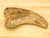 Spinosaur claw. it has a slight repair towards the curve of the claw.