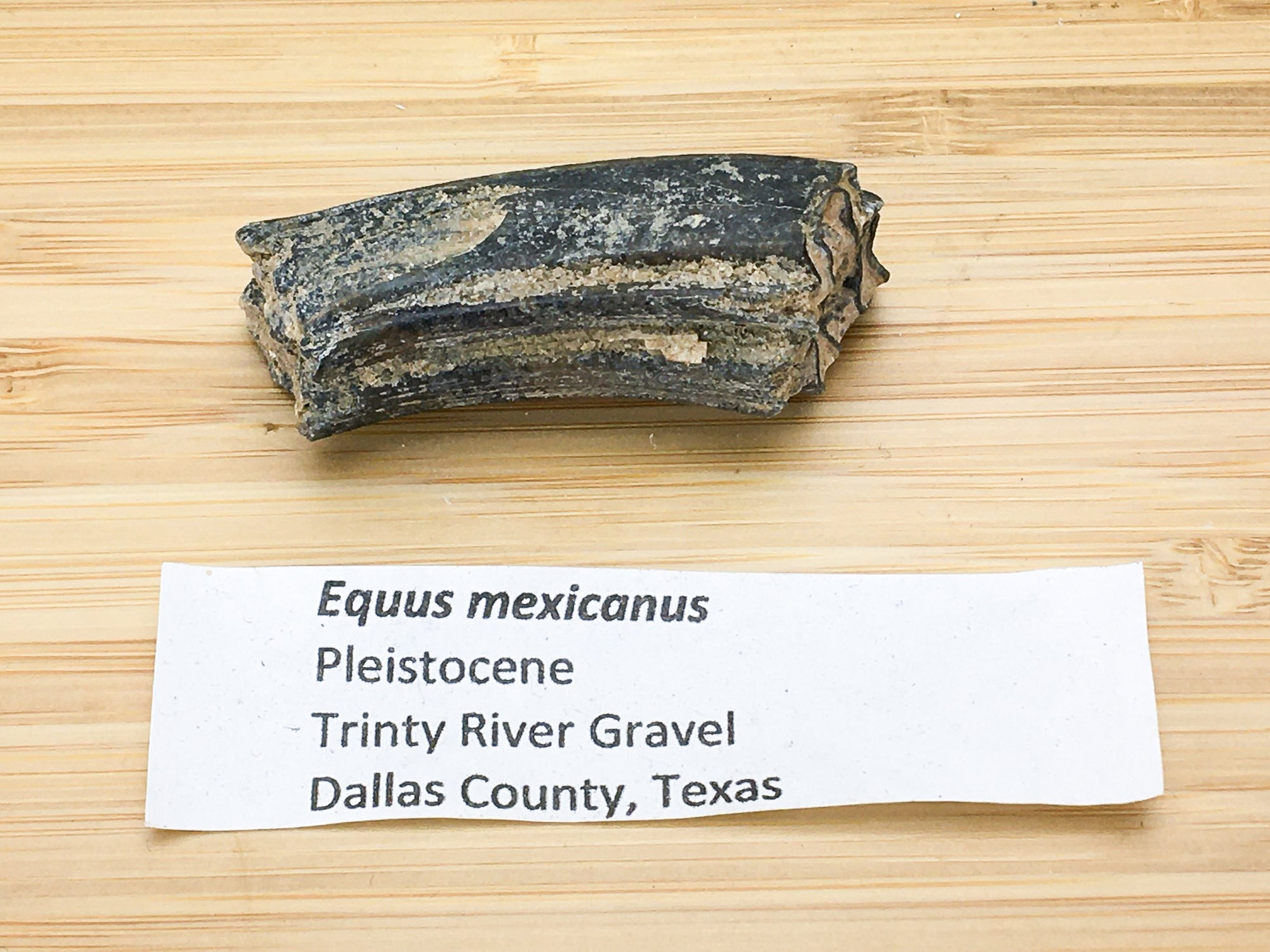 ice age horse tooth fossil -- equus mexicanus. This sample is next to a label. The label says :"equus mexicanus, Pleistocene, Trinity river gravel, Dallas co., Texas"