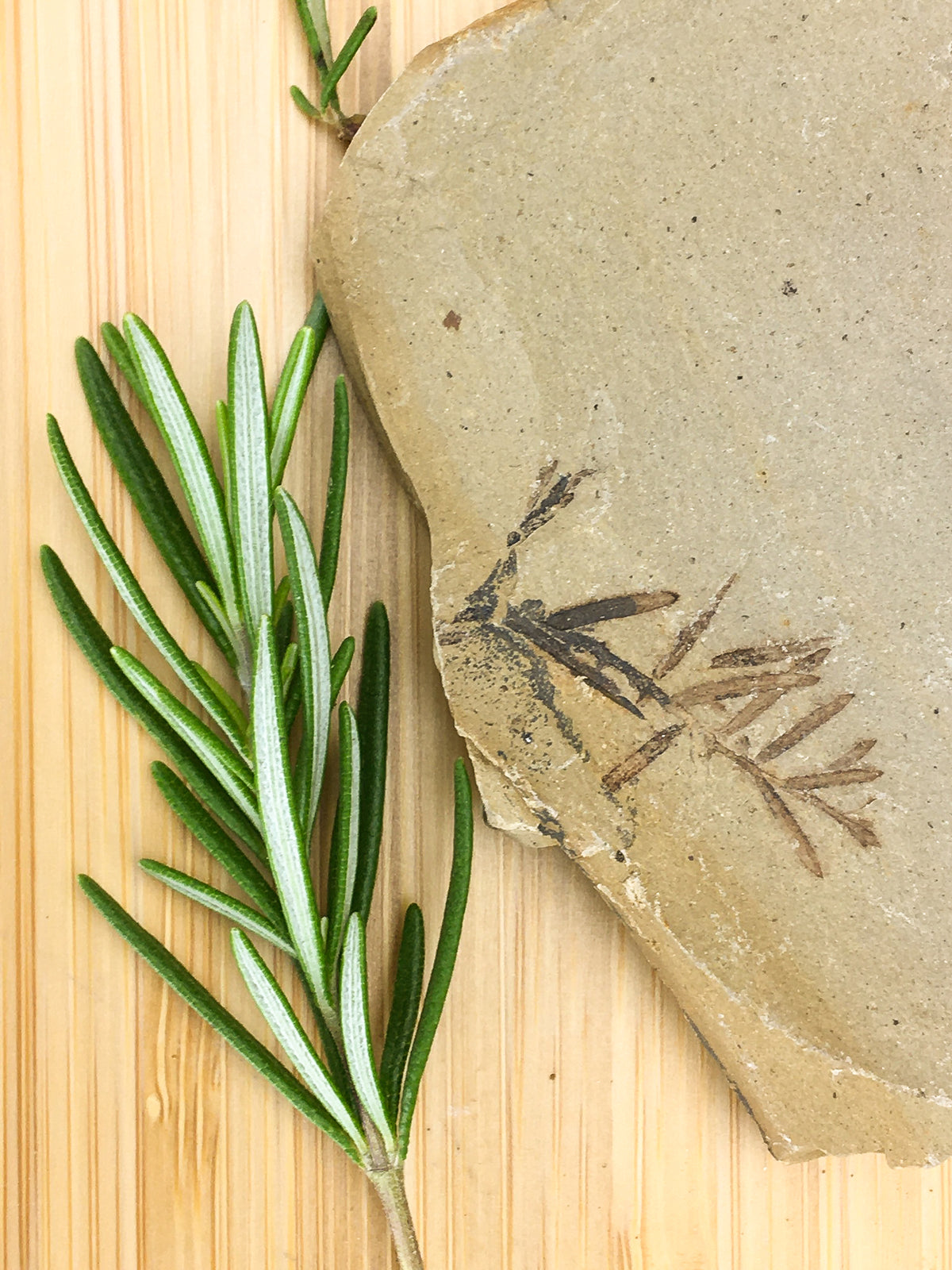 Metasequoia leaf on a flat grey sedimentary rock. The  fossil is lying on a grained wood surface, it is contrasted with a sprig of fresh rosemary