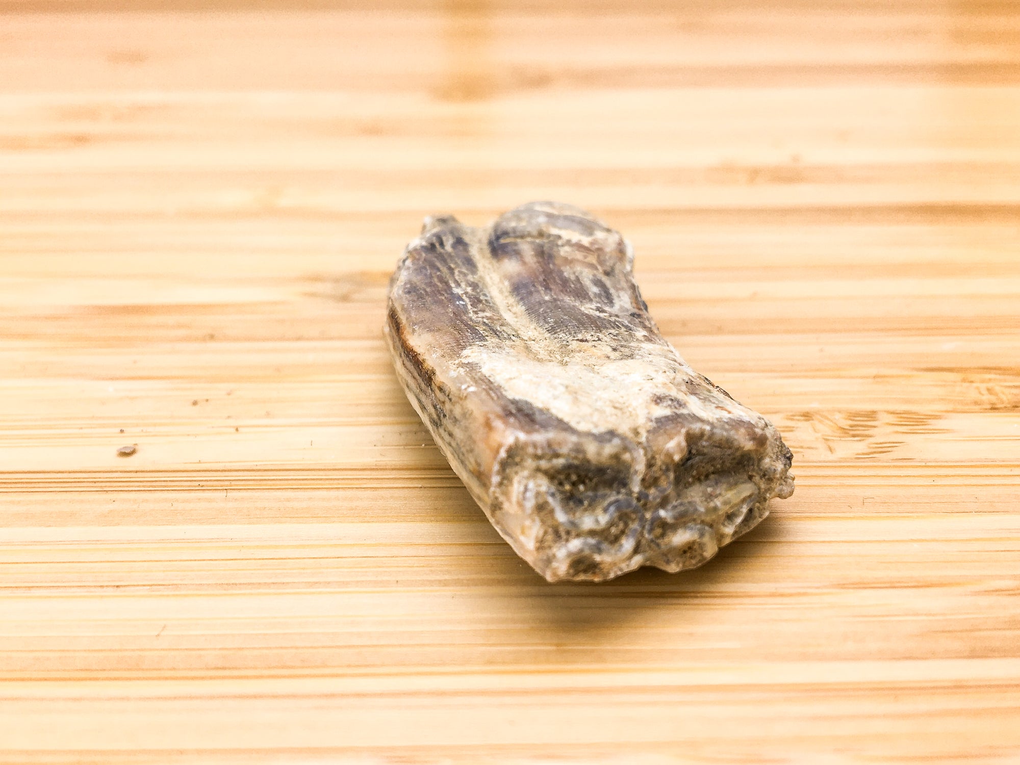 Equus mexicanus -- Ice age