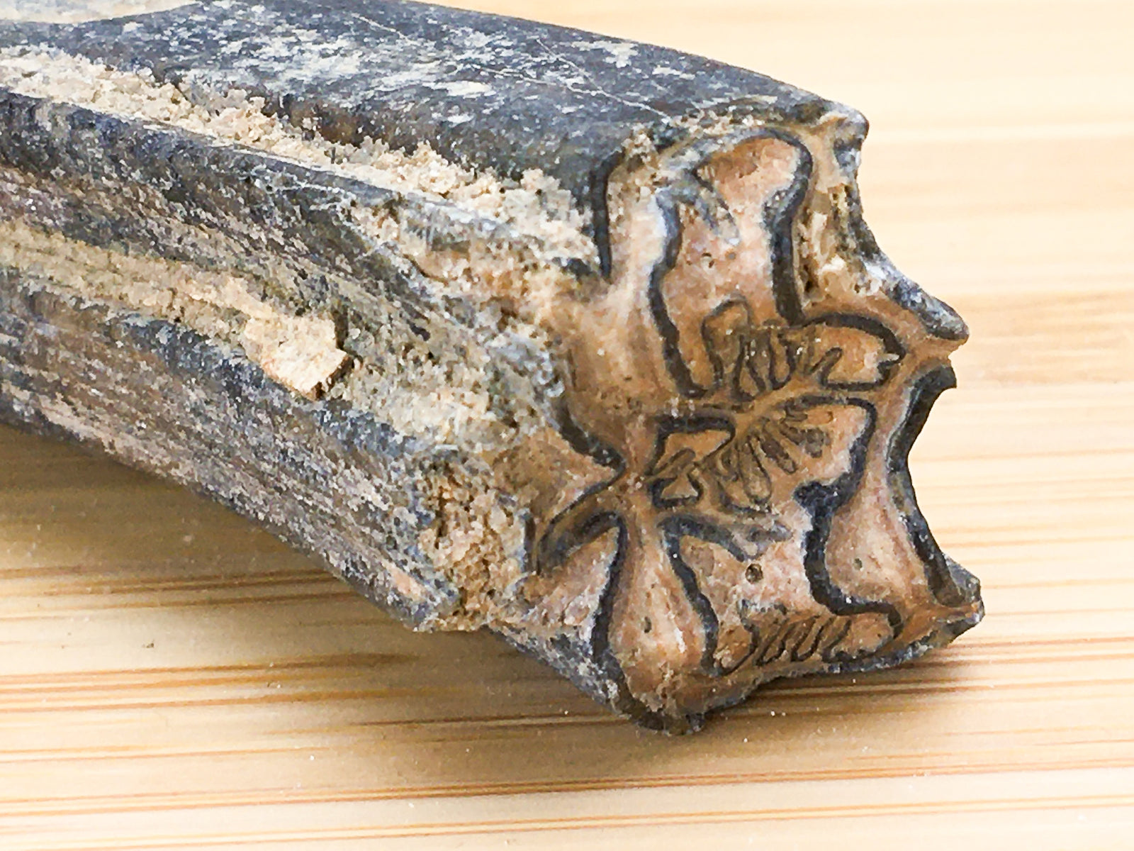 Ice age horse tooth fossil -- equus mexicanus. This photo shows the dendritic nature of the grinding surface 