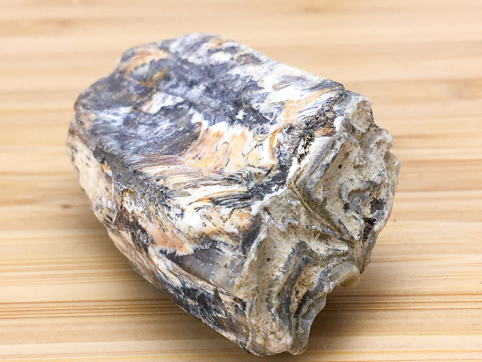 ice age horse tooth fossil -- equus mexicanus. This sample shows the grinding surface of the tooth