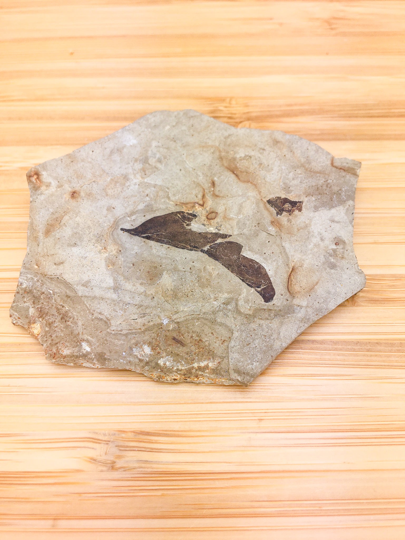 CARDIOSPERMUM COLORADENSIS  (BALLOON VINE) . parachute creek member, green river formation. Eocene