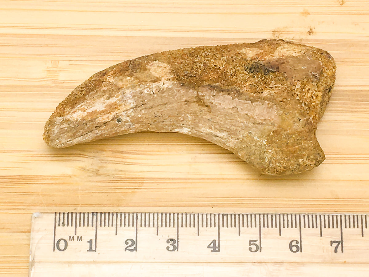 spinosaurus claw next to a ruler. It is 7cm long