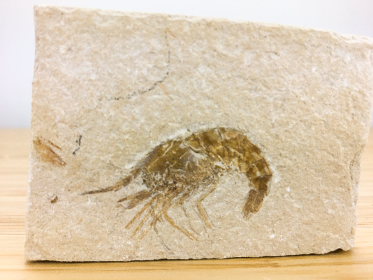 cretaceous fossil shrimp from the Lebanon