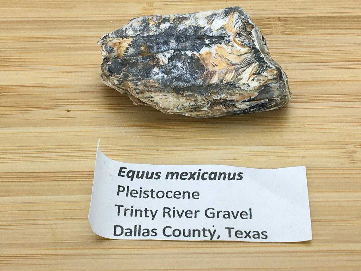ice age horse tooth fossil. This sample is shown alongside a printed label. the label says &quot;equus mexicanus, Pleistocene, Trinity river gravel, Dallas co., Texas.&quot;