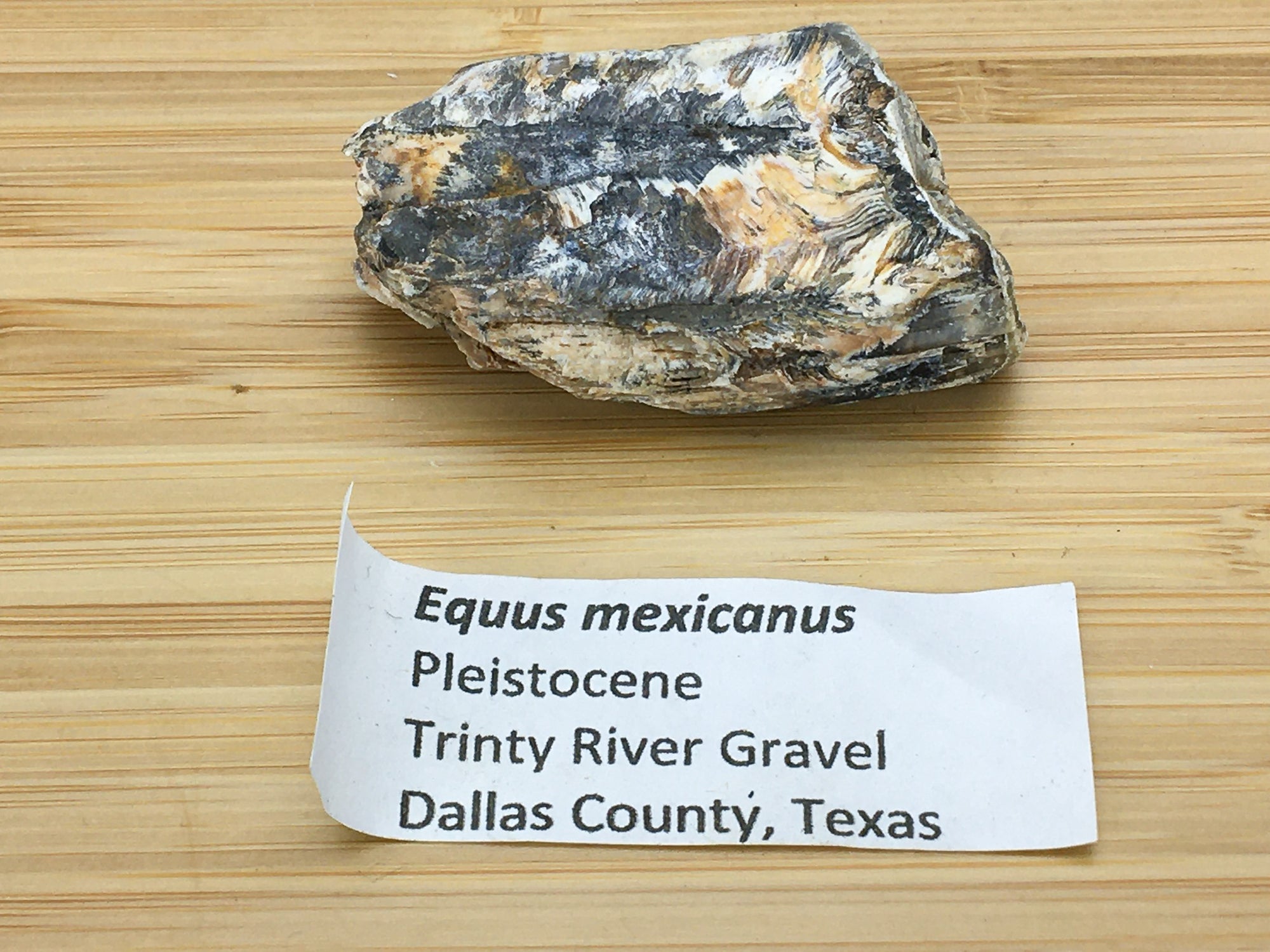 ice age horse tooth fossil. This sample is shown alongside a printed label. the label says "equus mexicanus, Pleistocene, Trinity river gravel, Dallas co., Texas."