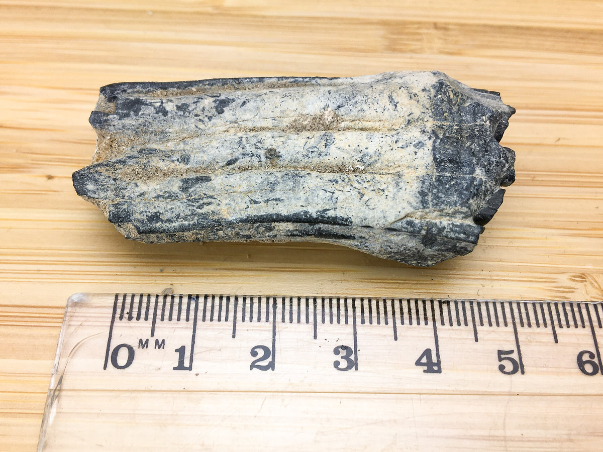 ice age fossil horse tooth -- Equus mexicanus. This is shown next to a ruler. The sample is 6cm long