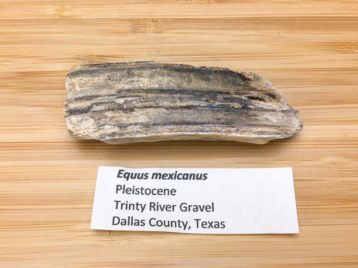 ice age horse tooth fossil. This sample is shown next to a display label. It says &quot; equus mexicanus, Pleistocene, Trinity river gravel, Dallas co., Texas&quot;