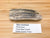 ice age horse tooth fossil. This sample is shown next to a display label. It says " equus mexicanus, Pleistocene, Trinity river gravel, Dallas co., Texas"