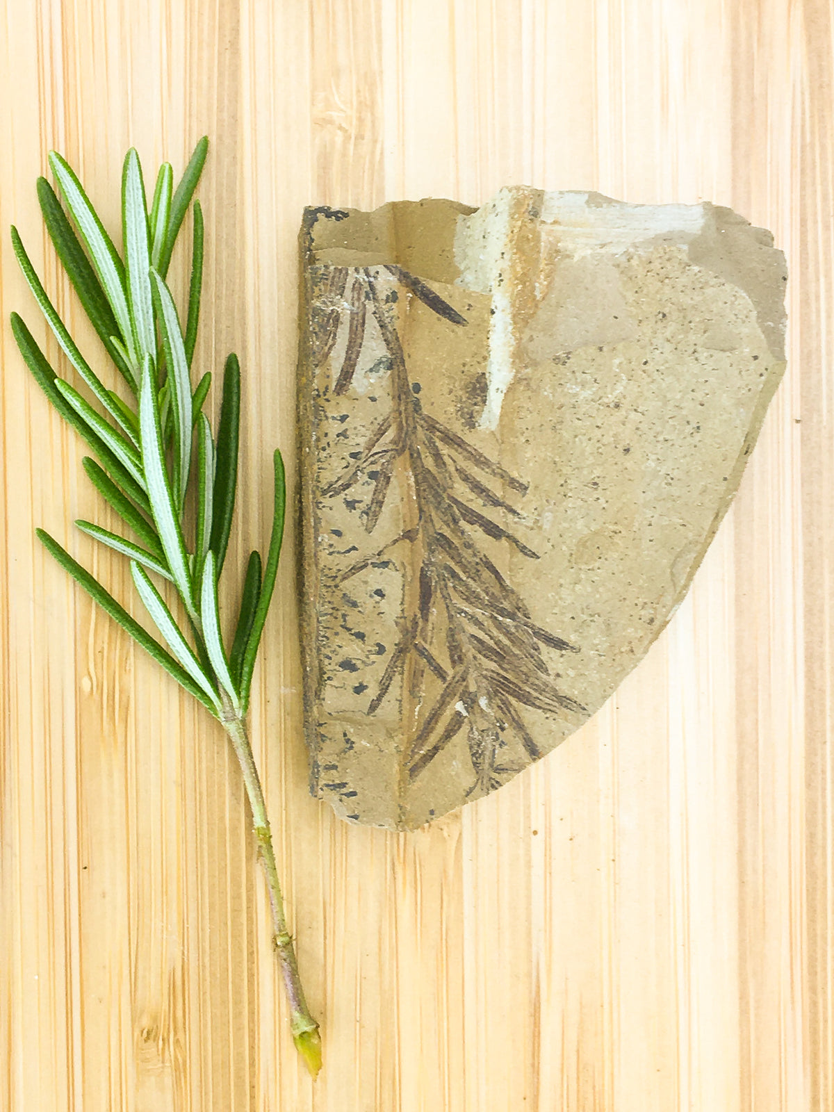 Metasequoia leaf on a flat grey sedimentary rock. The  fossil is lying on a grained wood surface, it is contrasted with a sprig of fresh rosemary