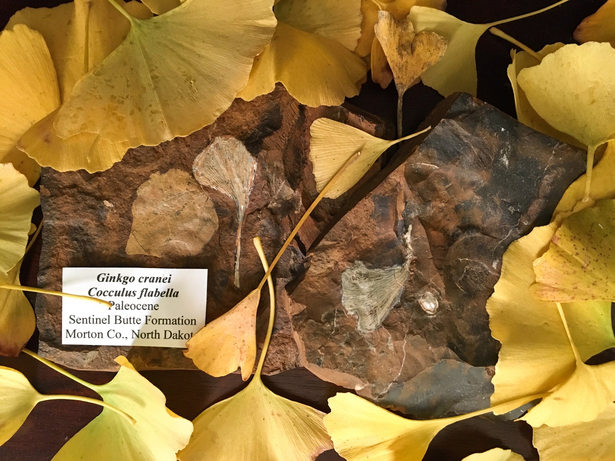 two samples of fossilised ginkgo leaves in a mudstone matrix. the sample to the left is of two leafs, the  sample to the right contains a leaf and a seed. THE SAMPLES ARE SURROUNDED BY MODERN DAY GINKO LEAVES. One sample has a label saying "ginkgo cranei, coccilus flagella, paleocene, sentinel butte formation, Morton co., North Dakota