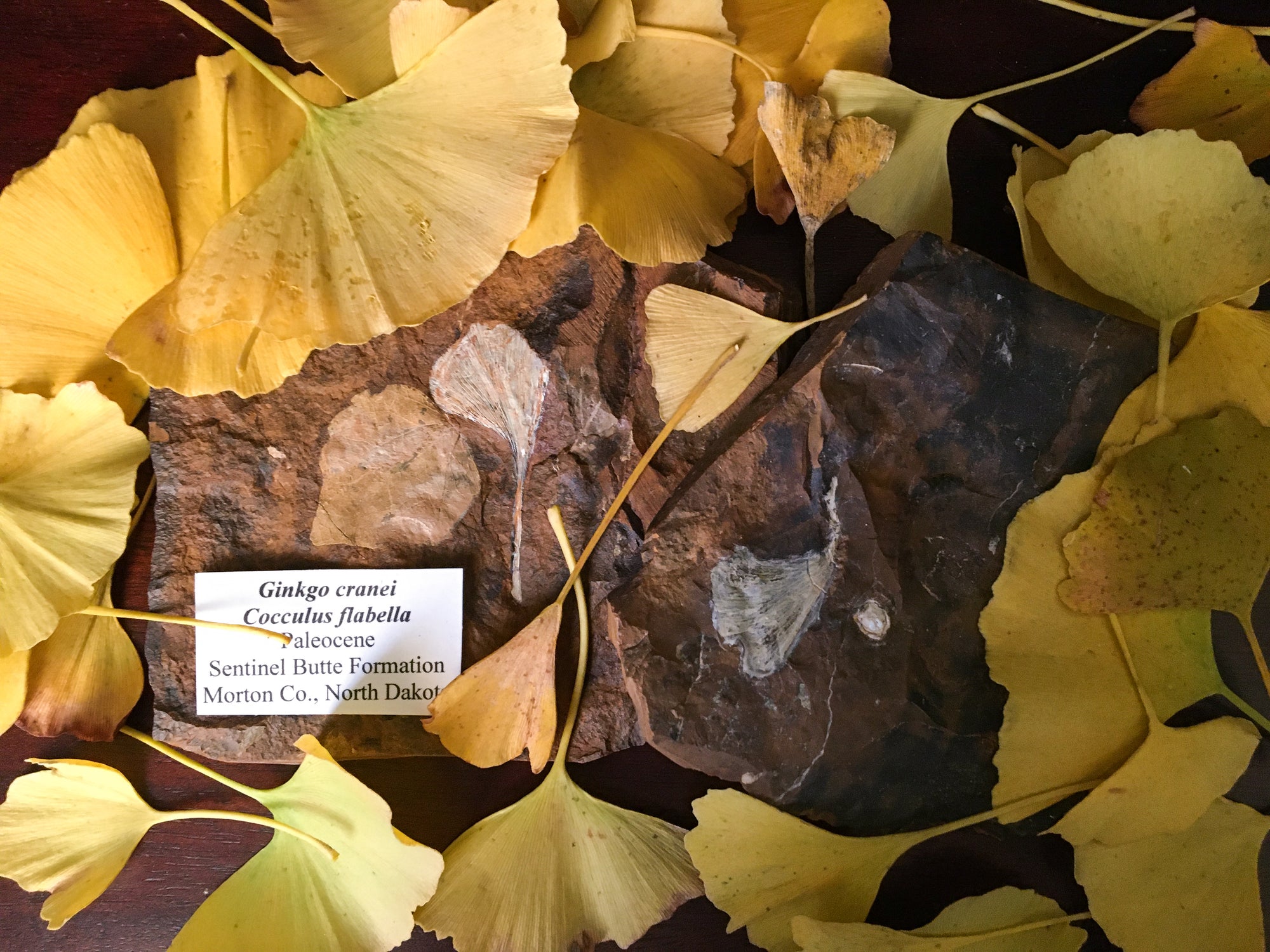 two samples of gingko leaf fossil surrounded by modern day gingko leaves. One sample has the legend "Gingko cranei, cocculus flabella , paleocene, sentinel butte formation, Morton co., north dakota