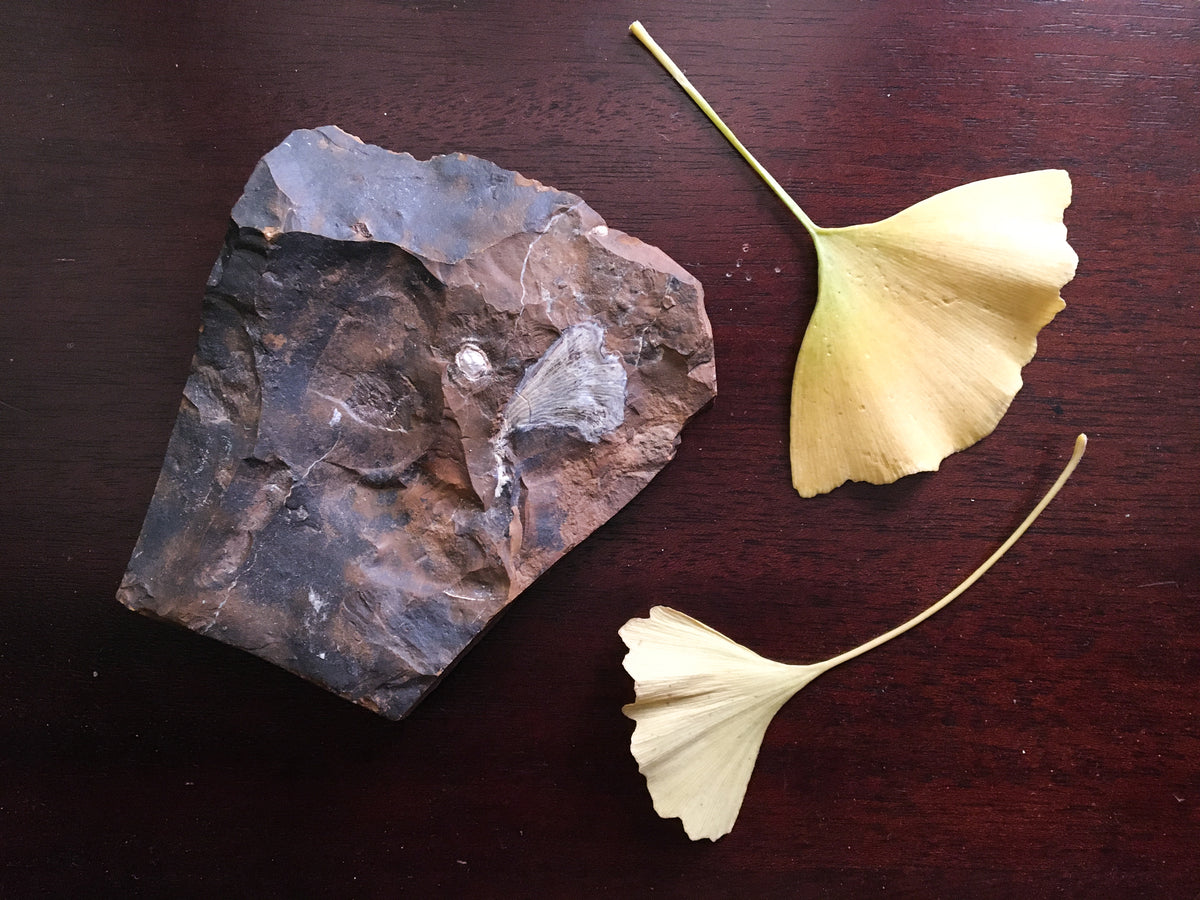 Ginko leaf fossil in brown mudstone. The sample shows a leaf and a seed. The fossil is compared to two modern ginkgo leaves.