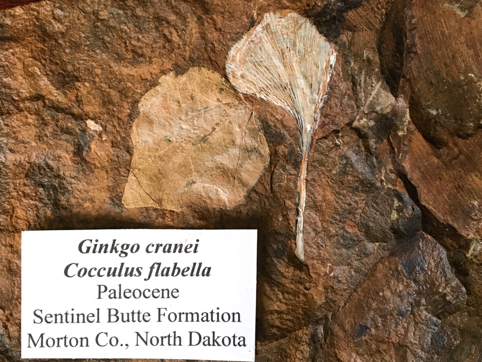 Gingko and cocculus fossils in brown mudstone. The sample has a printed label attached to it. The label says "gingko cranei, Cocculus flabella, paleocene, sentinel butte formation, Morton co. North Dakota 