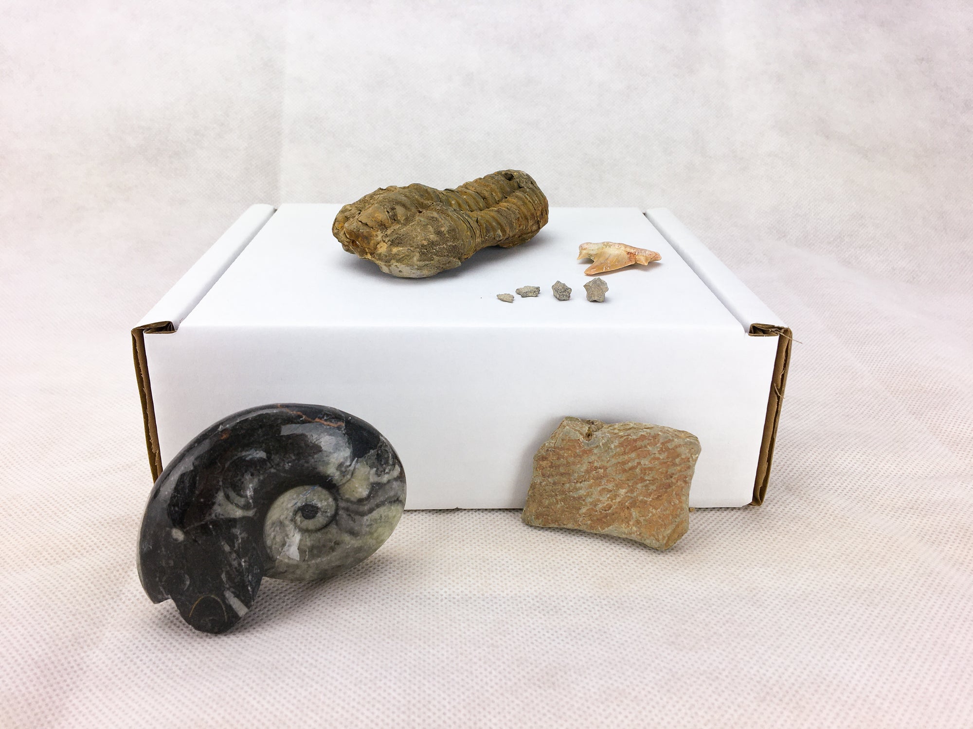 A flexicalymene trilobite, 3 crinoid ossicles and a otodus  tooth are on top of a white cardboard box, resting against the box is a goniate in black marble and a  dendritic graptolite