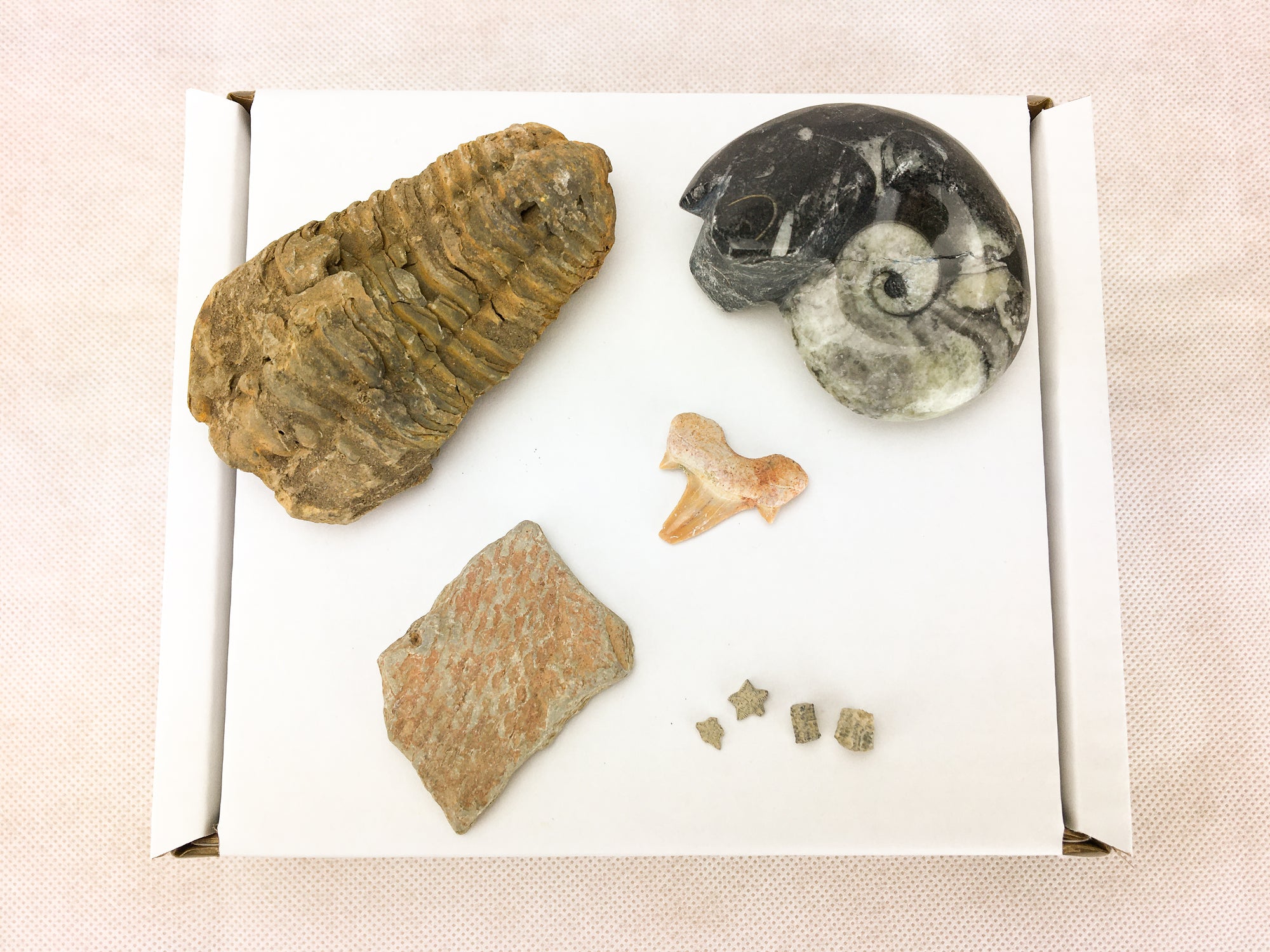 view from above. A flexicaleme trilobite, a dendritic graptolite, 3 crinoid ossicles, an otodus obliques tooth and 4 star crinoid ossicles sit on a white cardboard box