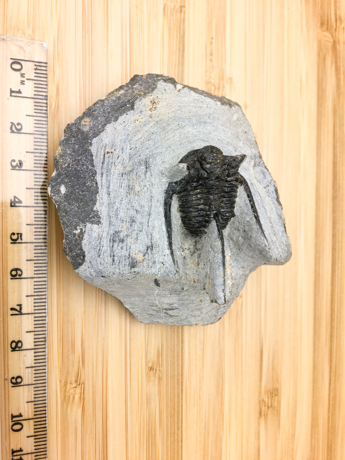 overhead view of Ontarion trilobite next to ruler. The fossil is mostly complete but has damage to the left pre glabellar and glabellar and is missing the left plural spine. The sample in limestone  measures approximately 8cm