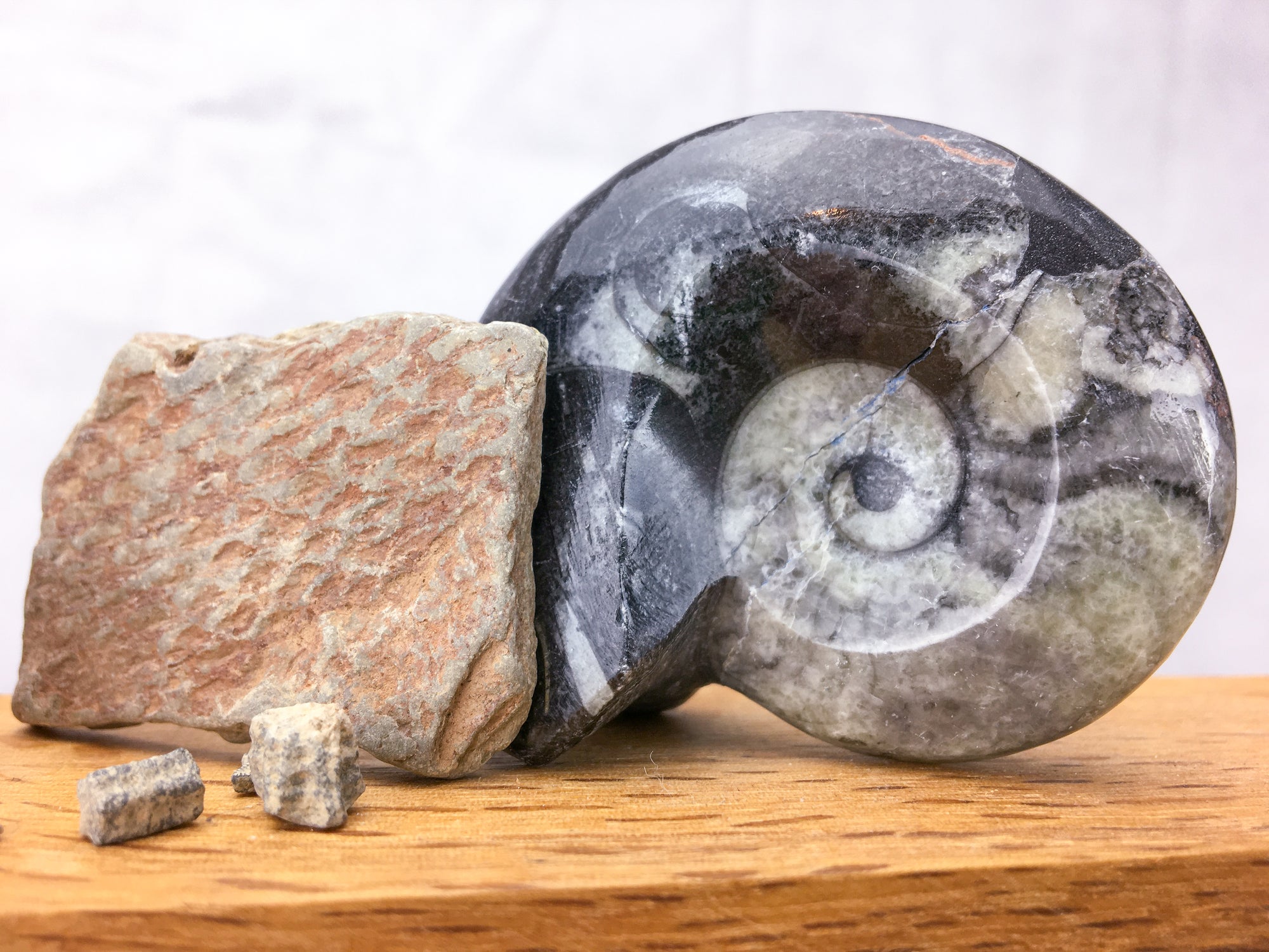 A large goniate in black marble stand on a light wood grained surface. A dendritic graptolite is resting on the goniate. In front of this are 3 star crinoid ossicles