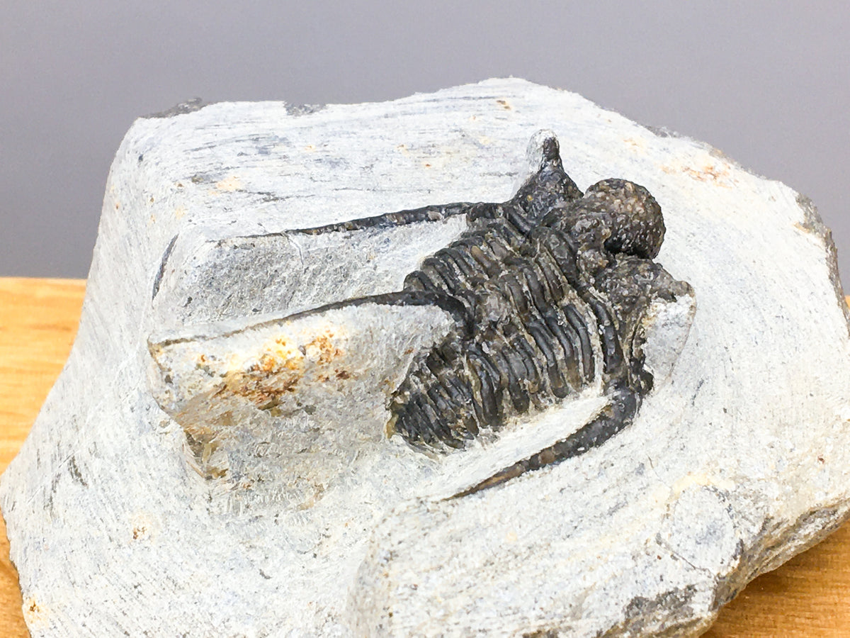 over head shot of Ontario sp. trilobite fossil in limestone showing detailing of thorax