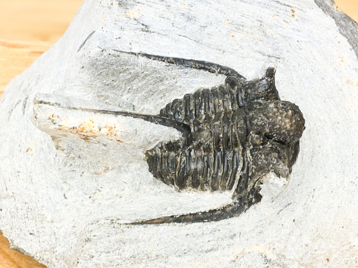 Devonian trilobite. Ontarion sp. Good preservation. missing section of left glabellar  and preglabellar. left plural spine is also missing