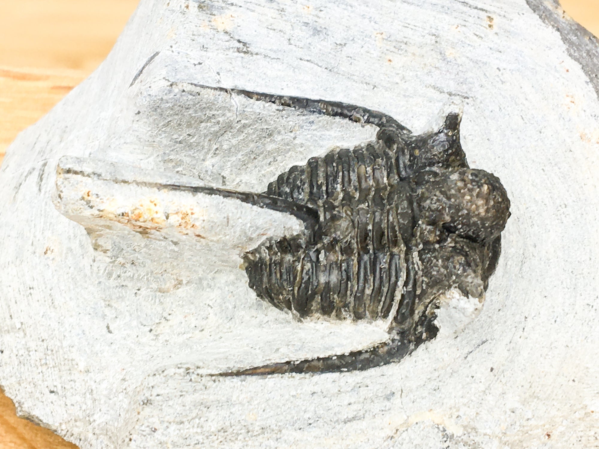 Devonian trilobite. Ontarion sp. Good preservation. missing section of left glabellar  and preglabellar. left plural spine is also missing