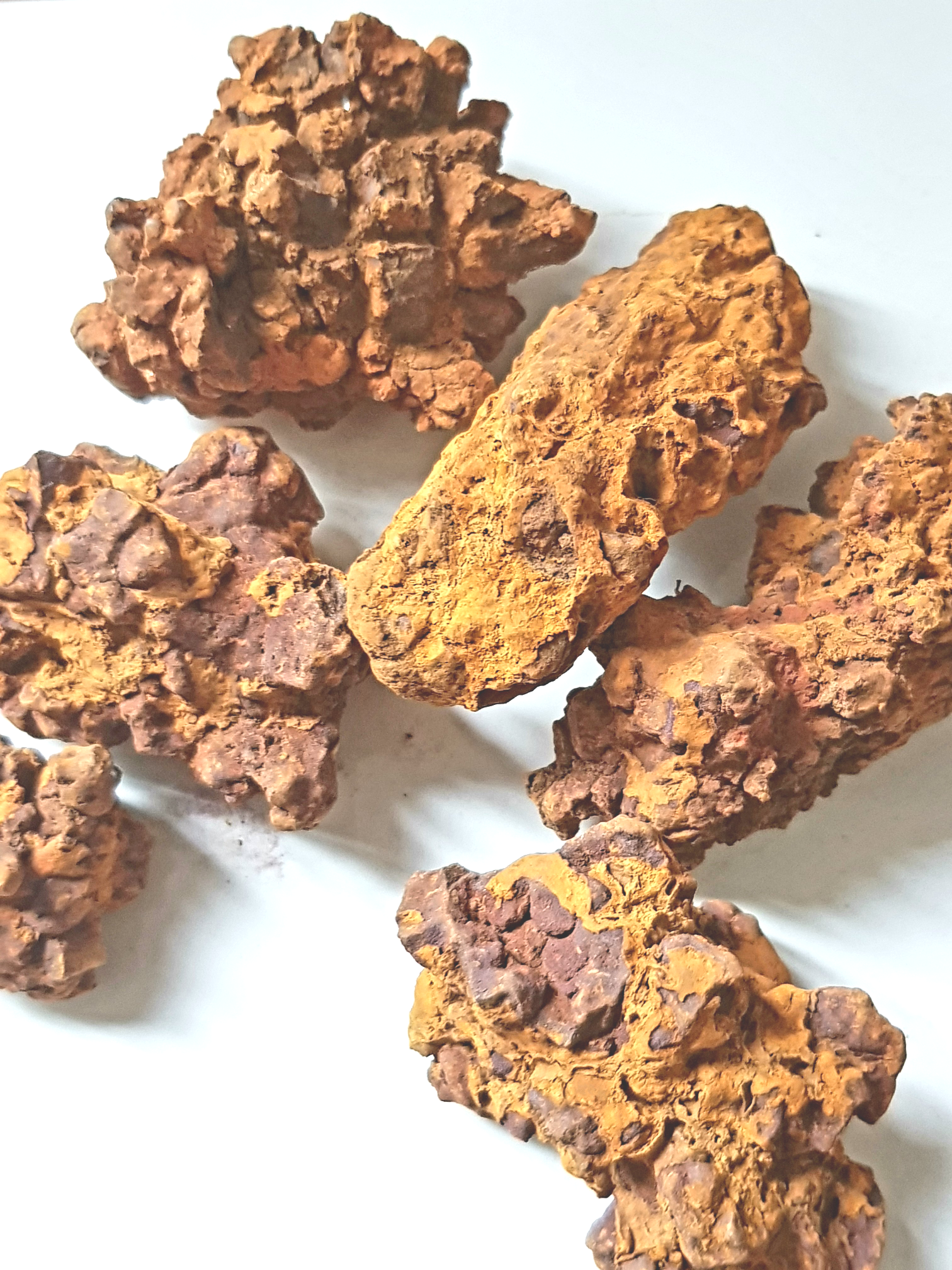 Coprolites - The Science of Magic 